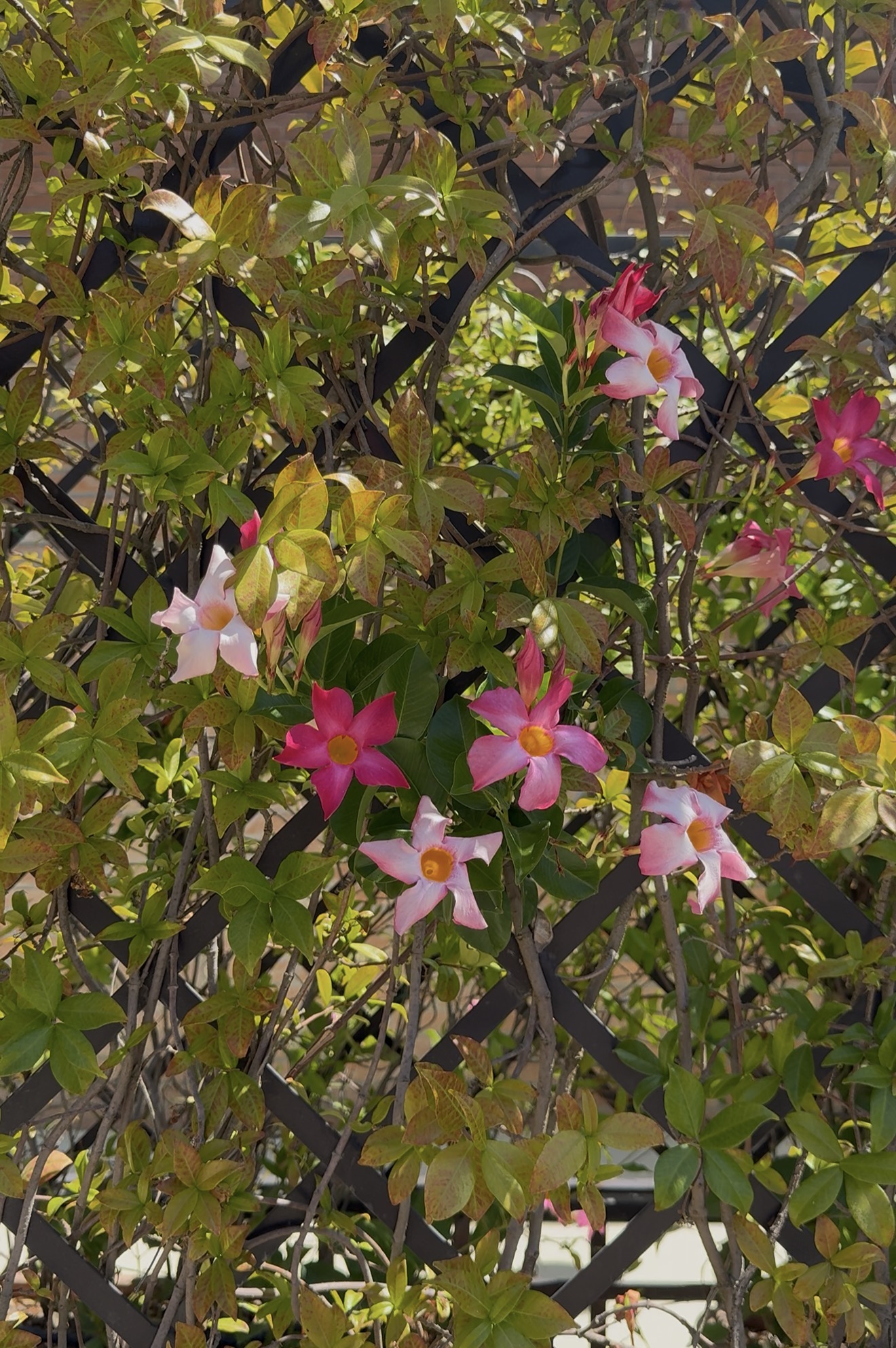 Jasmine flowering on a trellis