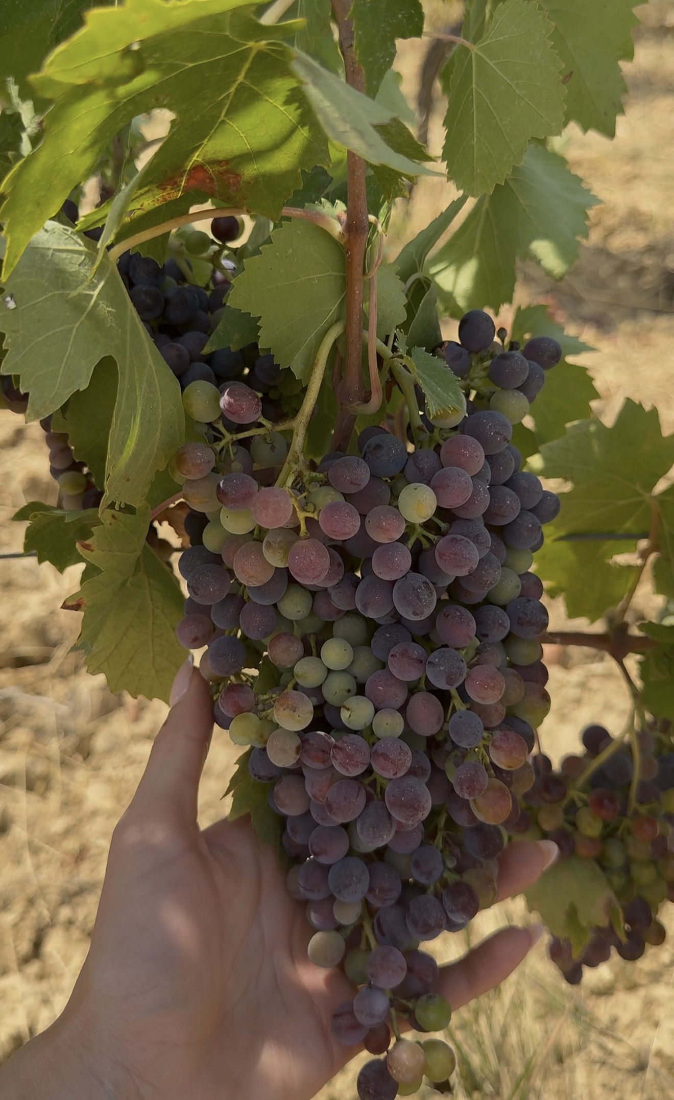 Grapes ripening on the vine