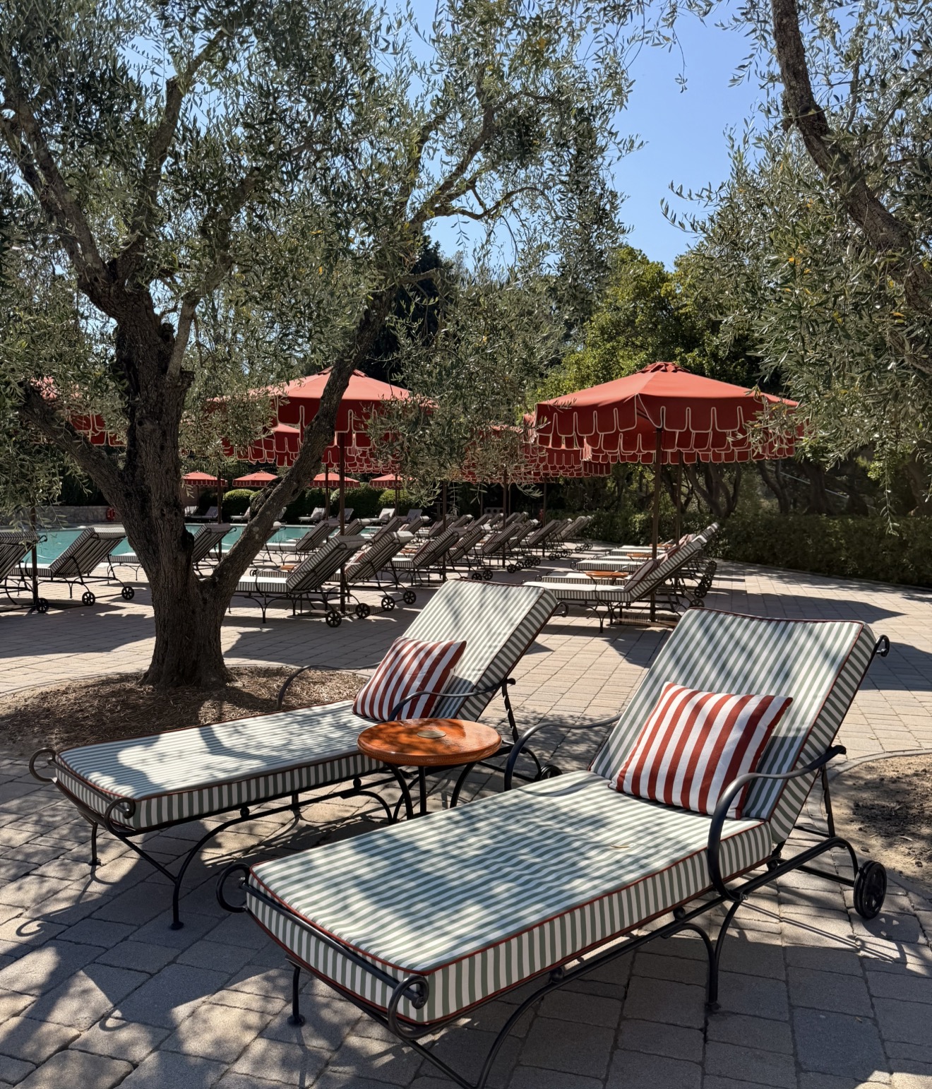 Loungers under an olive tree