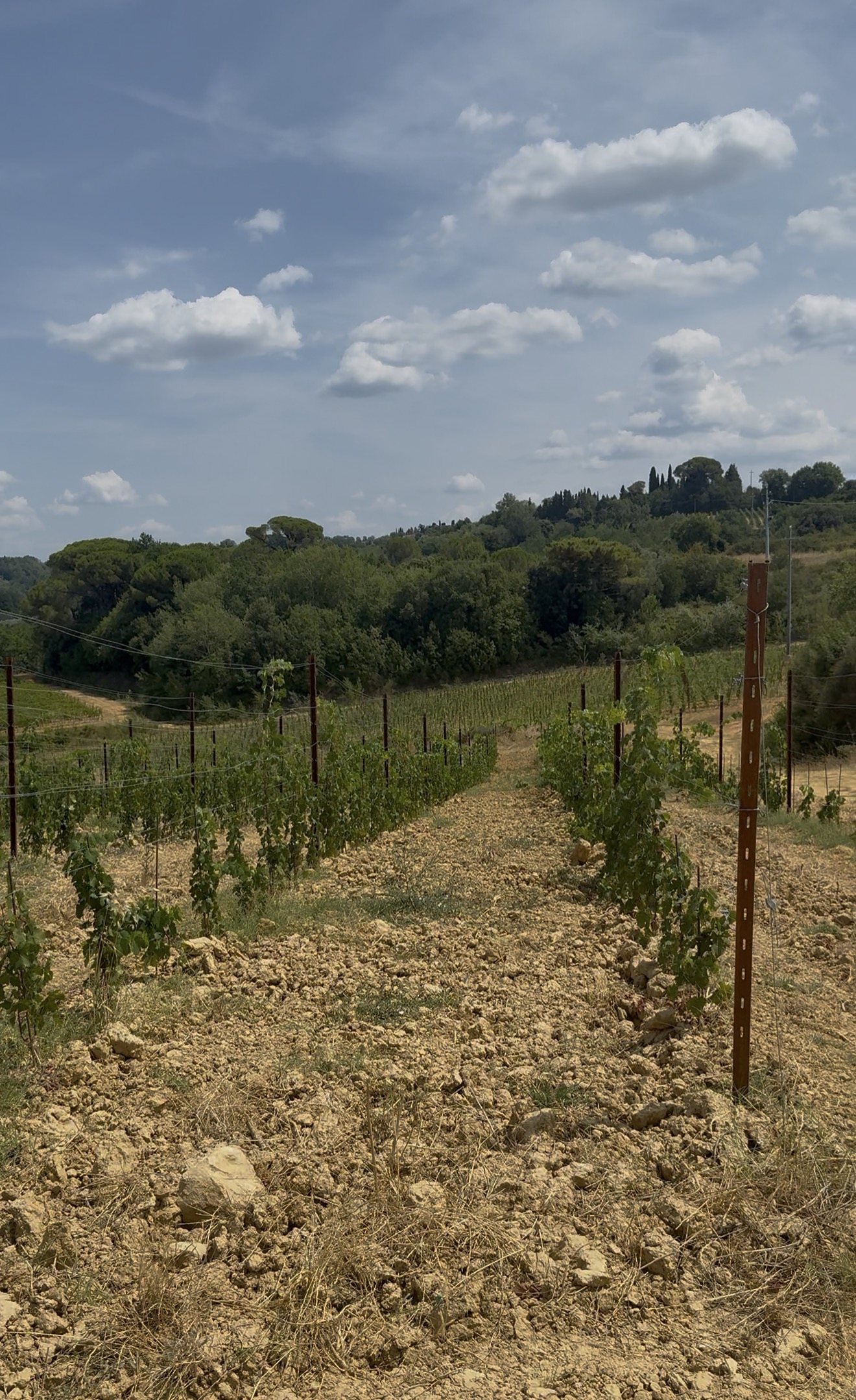 Rows of vines
